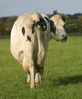 37,206-Cow-Big Bum.jpg 37,206-Cow-Big Bum.jpg