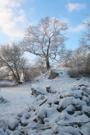 Snow-Trees