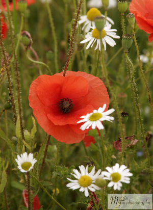Poppies