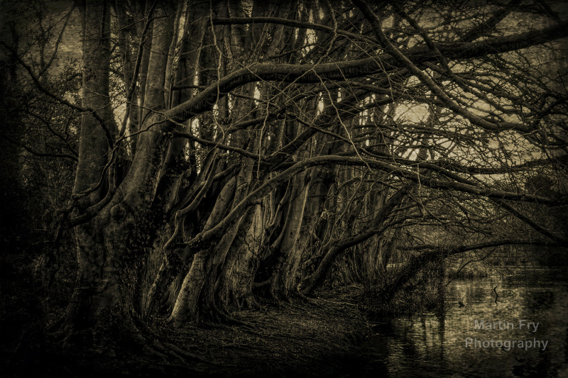 Knarled Trees