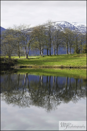 Trees-Reflections