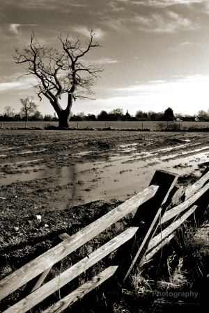Fence & tree