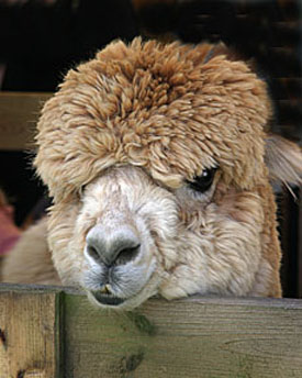 284-Alpacca.jpg